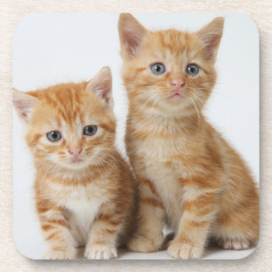 Porta-copo Dois gatinhos adoráveis