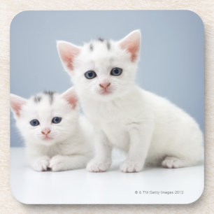 Porta-copo Dois gatinhos brancos muito novos olham fixamente