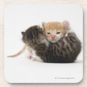 Porta-copo Dois gatinhos que afagam no fundo branco
