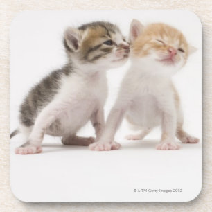 Porta-copo Dois gatinhos que beijam contra o fundo branco