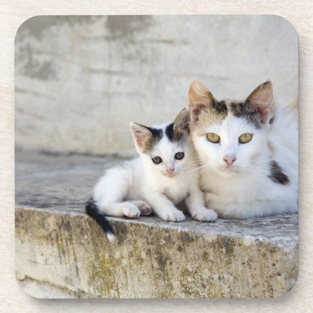 Porta-copo Dois gatos nas etapas de pedra (Frente)