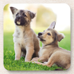 Porta-copo Dois German shepherd