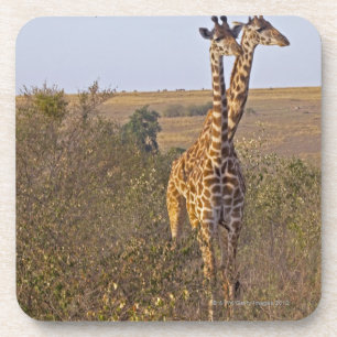 Porta-copo Dois girafas (camelopardalis) do Giraffa, Masai