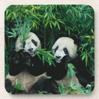 Porta-copo Dois pandas comendo bambu juntos, Wolong