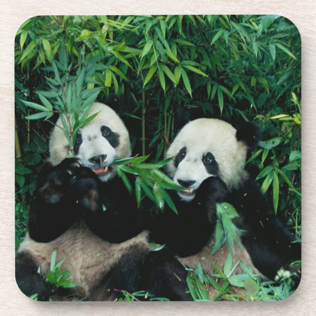 Porta-copo Dois pandas comendo bambu juntos, Wolong (Frente)