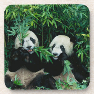 Porta-copo Dois pandas comendo bambu juntos, Wolong, 2