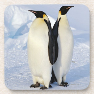 Porta-copo Dois pinguins de imperador na Antártica