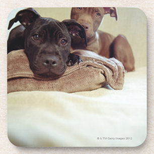Porta-copo Dois terrier de pitbull que sentam-se dentro,