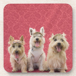 Porta-copo Dois terrier do cairin e um westie