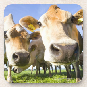 Porta-copo Dorset, Reino Unido