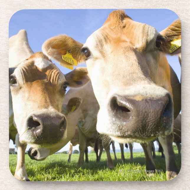 Porta-copo Dorset, Reino Unido (Frente)