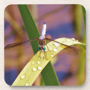 Porta-copo Dragonfly na folha de chuva