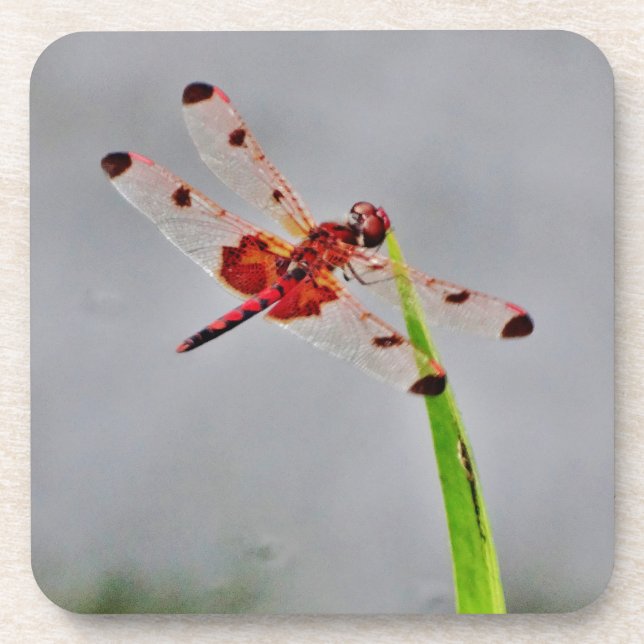 PORTA-COPO DSC00029.JPG (Frente)