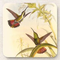 Duas Aves Hummingbird Coloridas Projetando para a