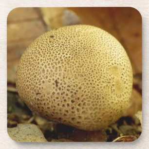 Porta-copo Duro de fungos de bola de terra-leopardo Portas co