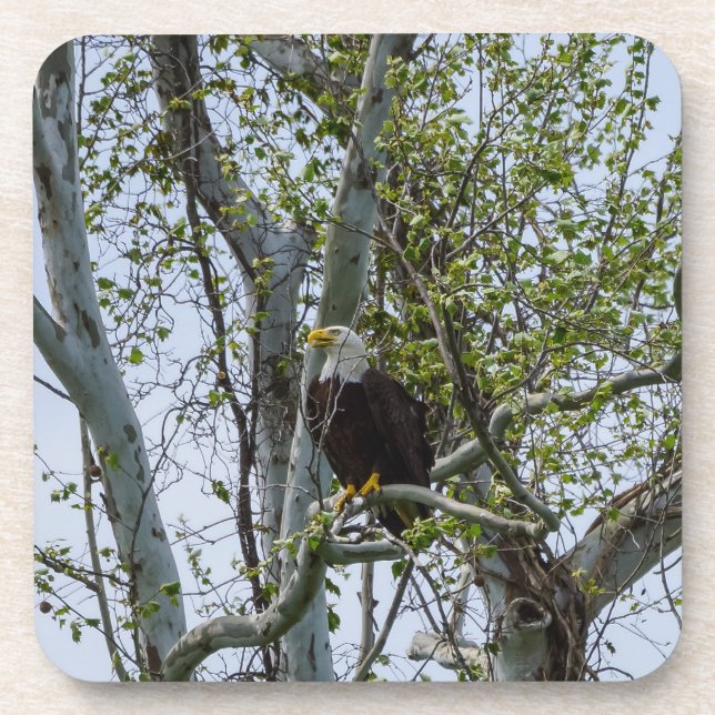 Porta-copo Eagle Watch Out (Frente)