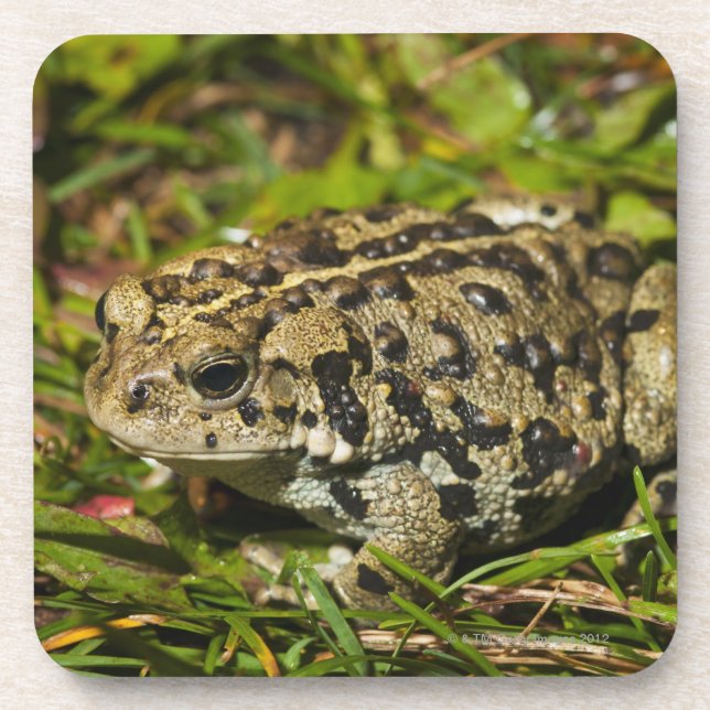 Porta-copo edmonton, Alberta, Canadá 2 (Frente)