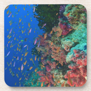 Porta-copo Educando Basslets feericamente (Pseudanthias