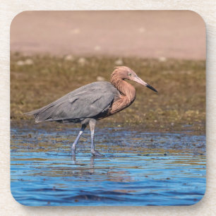 Porta-copo Egret Reddish em North Beach