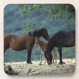 Porta-copo Égua & potro selvagens do mustang