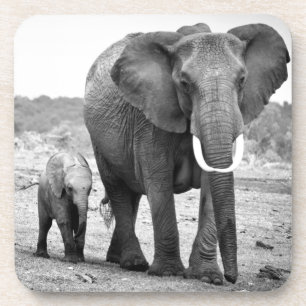 Porta-copo Elefante africano & vitelas Kenya, África
