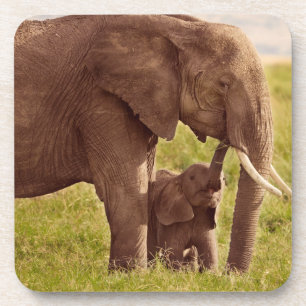 Porta-copo Elefante & bebê das imagens de Getty