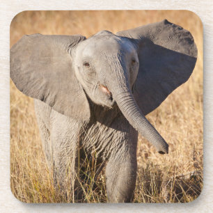 Porta-copo Elefante jovem da savana