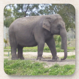 Porta-copo Elefante na Caminhada pela Pradeira Sombreada