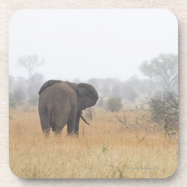 Porta-copo Elefante na névoa do amanhecer, nacional de Kruger (Frente)