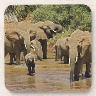 Porta-copo Elefantes Africanos, Loxodonta Africana, Samburu