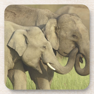 Porta-copo Elefantes Asiáticos Indianos