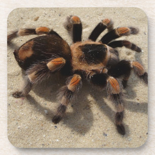 Porta-copo Envenenamento tarantula brachypelma vermelho-joelh