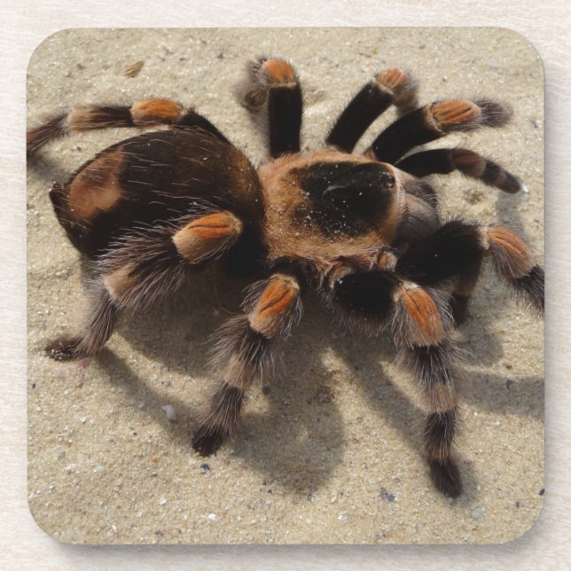 Porta-copo Envenenamento tarantula brachypelma vermelho-joelh (Frente)
