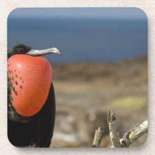 Porta-copo Equador, Galápagos, Ilha Genovesa. Príncipe