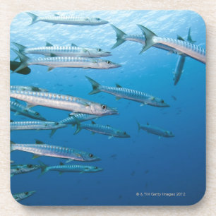 Porta-copo Escola do barracuda do blackfin (qenie do