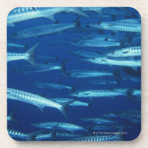 Porta-copo Escola dos peixes 9