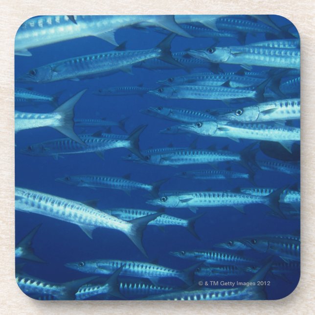 Porta-copo Escola dos peixes 9 (Frente)