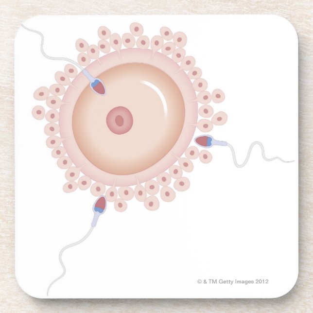 Porta-copo Esperma que contem o gene transformado (Frente)