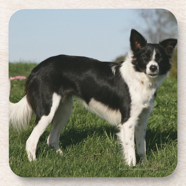 Porta-copo Estar de border collie (Frente)