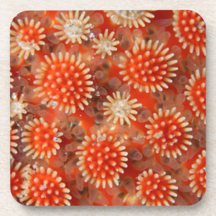 Porta-copo Estrela de mar macro