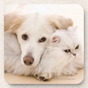 Porta-copo Estúdio disparado do gato e do cão