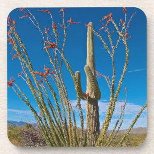 Porta-copo EUA, Arizona. Cacto no Parque Nacional Saguaro
