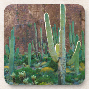 Porta-copo EUA, Arizona. Campo de Cactus Saguaro por um penha