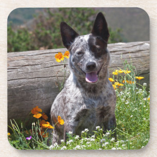 Porta-copo EUA, Califórnia. Curandeiro de Queensland que