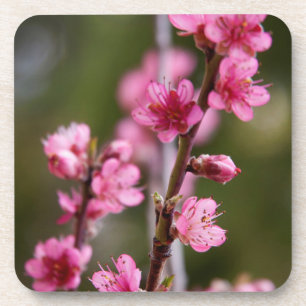 Porta-copo EUA, Califórnia. Flores Cor-de-Rosa Em Uma Árvore