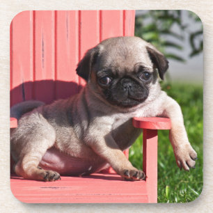 Porta-copo EUA, Califórnia. Pug Filhote Desleixado