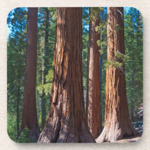 Porta-copo EUA, Califórnia. Truques de Árvore Redwood, Mari