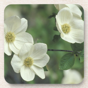 Porta-copo EUA, Califórnia, Yosemite NP, junto com Merced