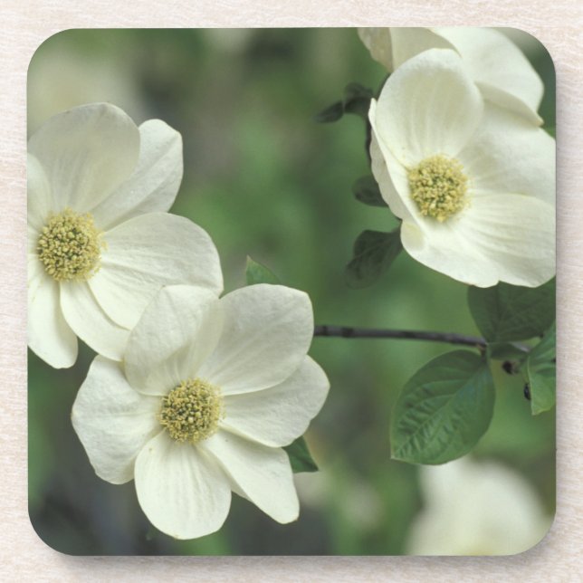 Porta-copo EUA, Califórnia, Yosemite NP, junto com Merced (Frente)