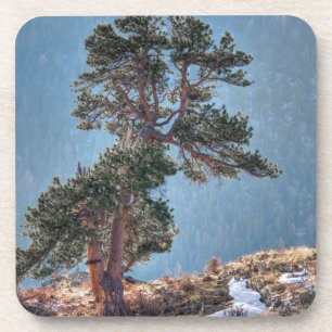 Porta-copo EUA, Colorado, Árvore em Estes Park